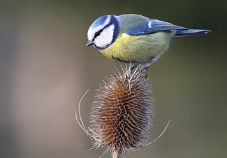 Pimpelmees - Cyanistes caeruleus